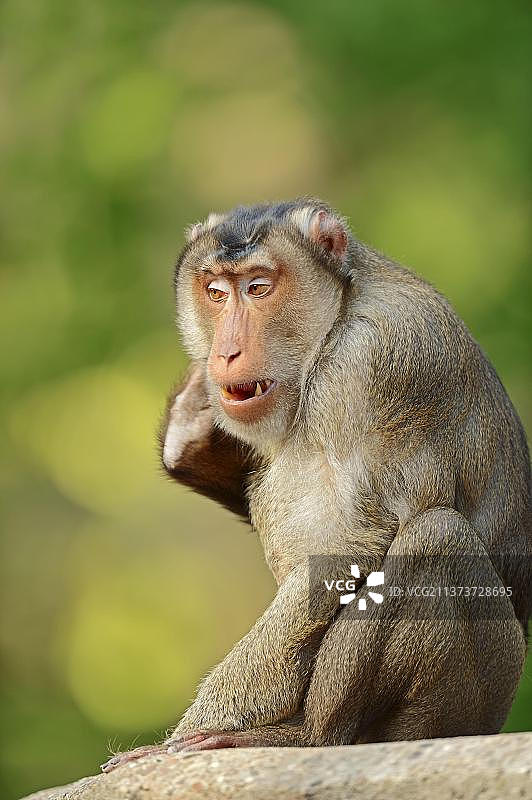 雄性豚尾猕猴（Macaca nemestrina）图片素材