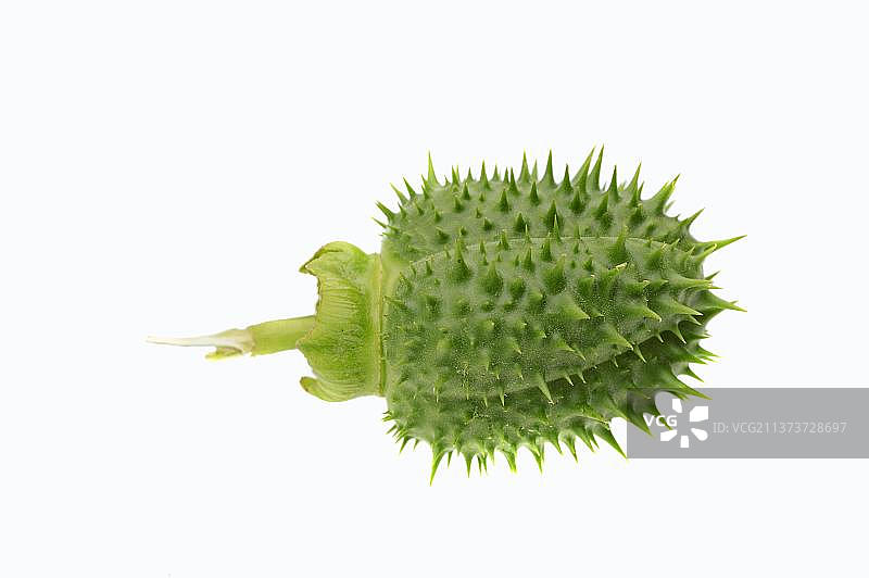 白色曼陀罗图片素材