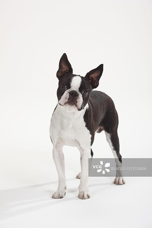 波士顿梗犬图片素材