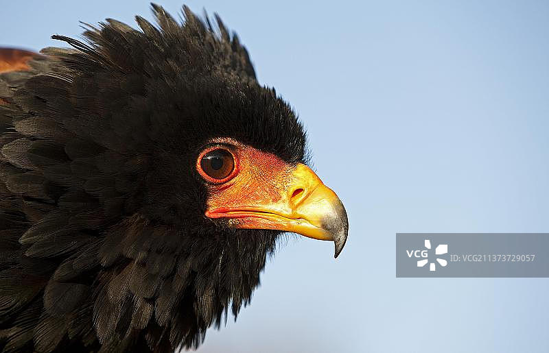 成年非洲冕雕特写图片素材