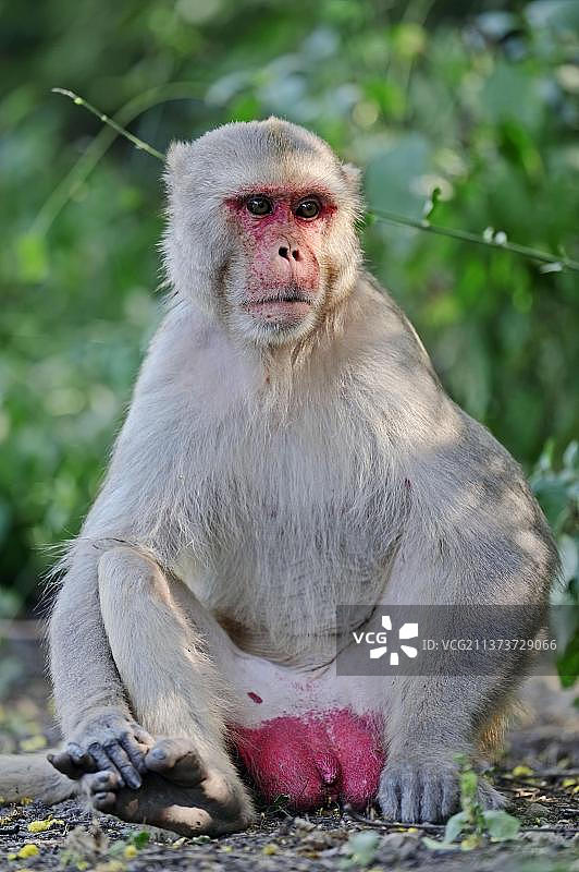 印度拉贾斯坦邦Keoladeo Ghana国家公园的雄性猕猴图片素材