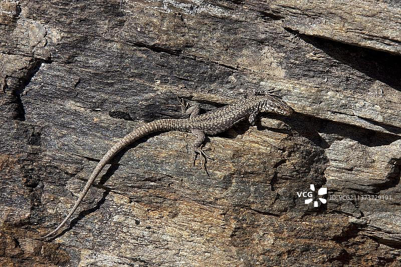 伊比利亚岩蜥，意大利格兰帕拉迪索国家公园图片素材