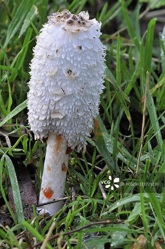 滴落孢子液的毛头鬼伞图片素材