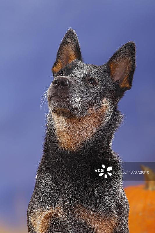 澳大利亚牧牛犬图片素材