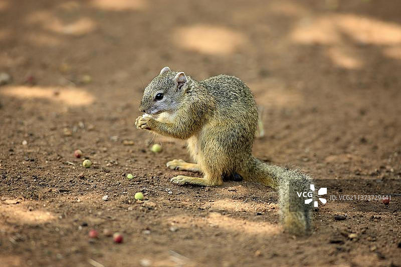 灌丛松鼠，克鲁格国家公园，南非图片素材