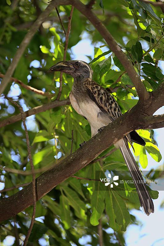 非洲灰犀鸟（Tockus nasutus），南非克鲁格国家公园图片素材