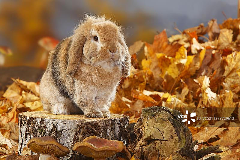 肖普福尔侏儒兔，家兔图片素材