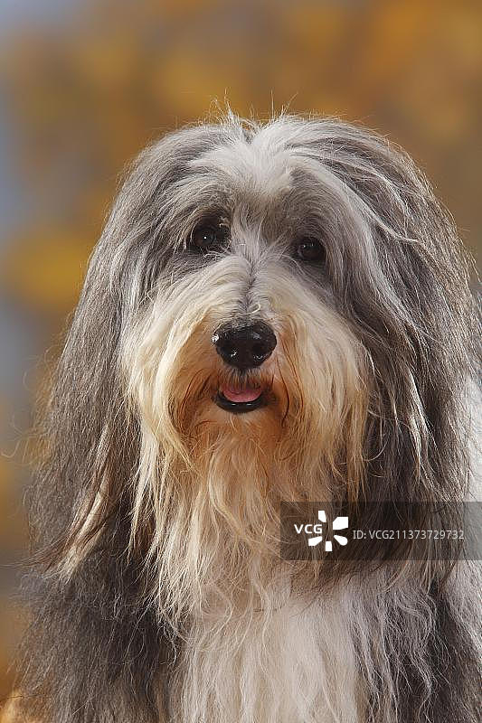 12岁的胡须牧羊犬老狗图片素材