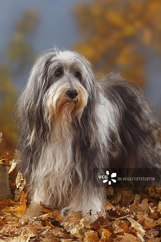 12岁的苏格兰牧羊犬与秋叶图片素材