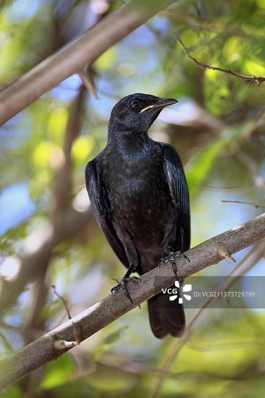 南非克鲁格国家公园里的红肩椋鸟图片素材