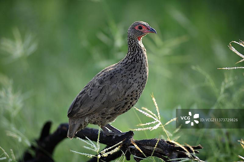 斯温森非洲鹧鸪，克鲁格国家公园，南非图片素材