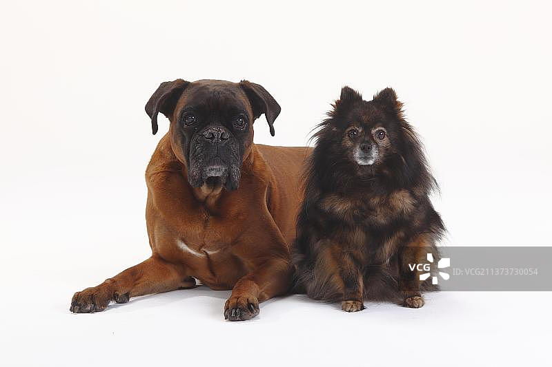 德国拳师犬和迷你斯皮兹，都是10岁，老狗图片素材