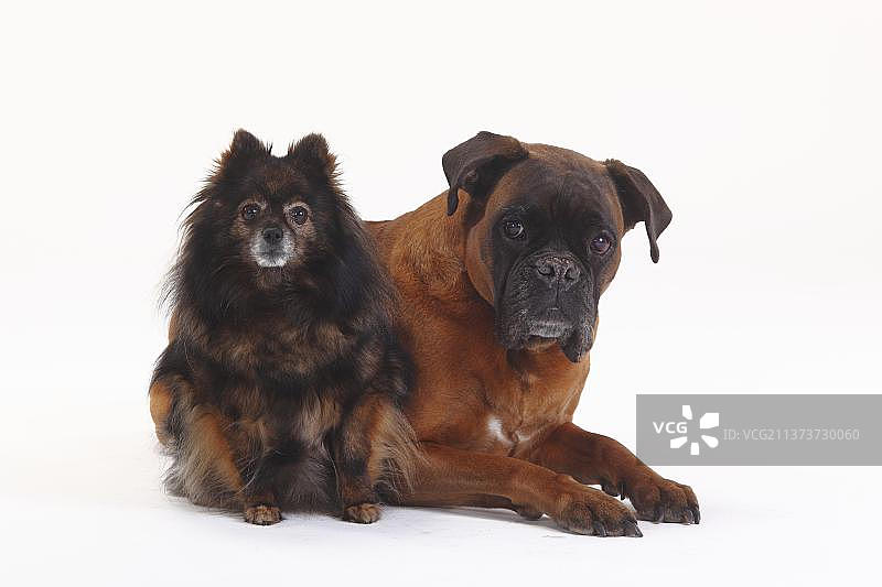德国拳师犬和迷你斯皮兹，都是10岁，老狗图片素材