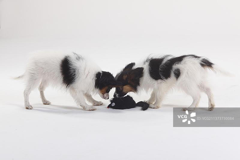 蝴蝶犬，小狗，12周，玩具图片素材