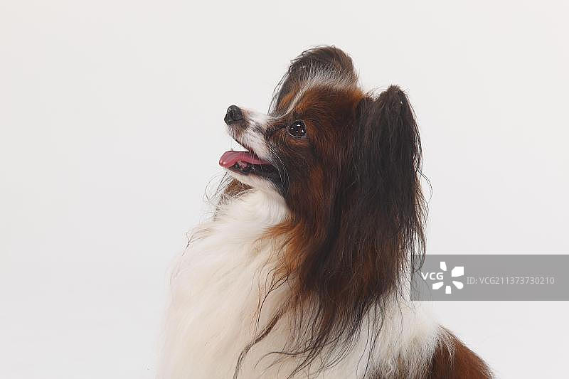 蝴蝶犬图片素材