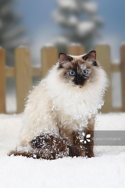 涅瓦化妆舞会，西伯利亚森林猫图片素材