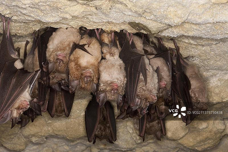 大蹄蝠冬眠群落，悬挂在诺曼底洞穴天花板上图片素材