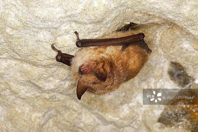 达氏鼠耳蝠成年个体在诺曼底洞穴天花板上冬眠图片素材