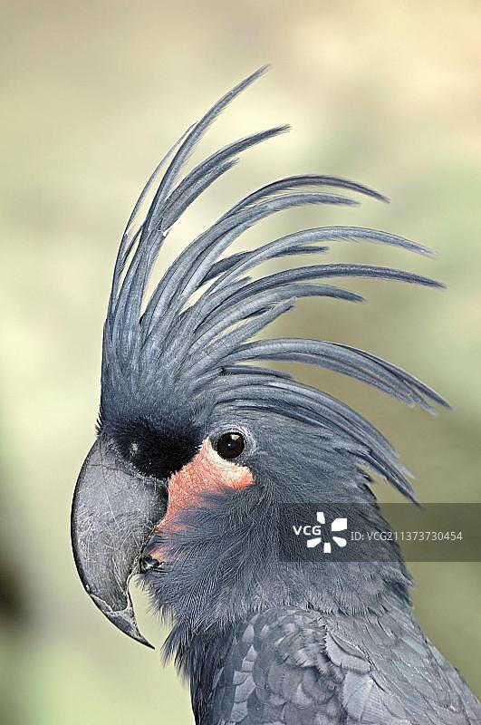 棕榈凤头鹦鹉（Probosciger atterimus），侧面轮廓图片素材