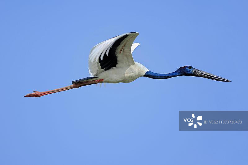 柯拉迪奥·加纳国家公园的黑颈鹳图片素材