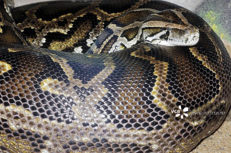 印度暗色蟒图片素材