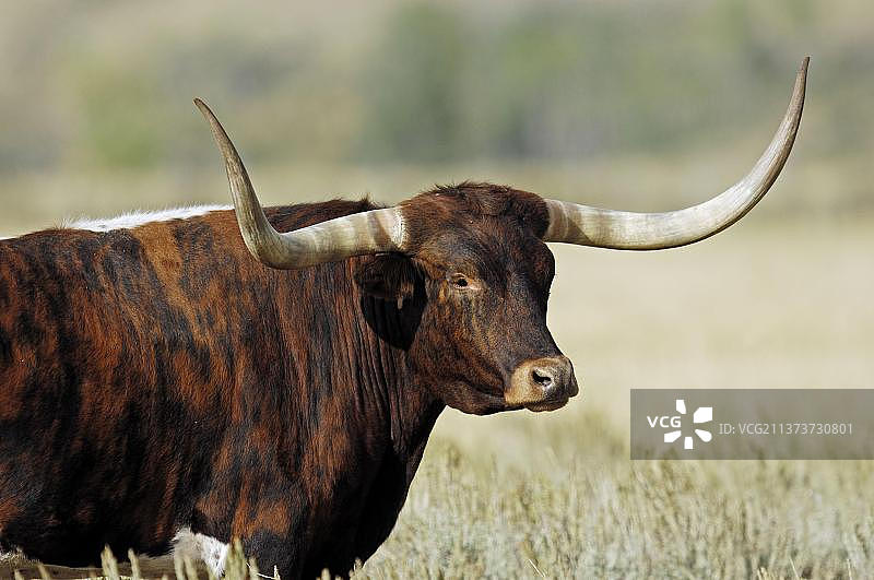 德克萨斯州长角牛，公牛，美国怀俄明州，北美图片素材
