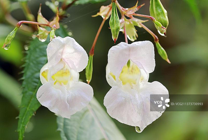 喜马拉雅凤仙花，德国图片素材