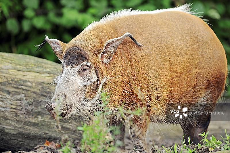 红河猪（非洲丛林猪）图片素材