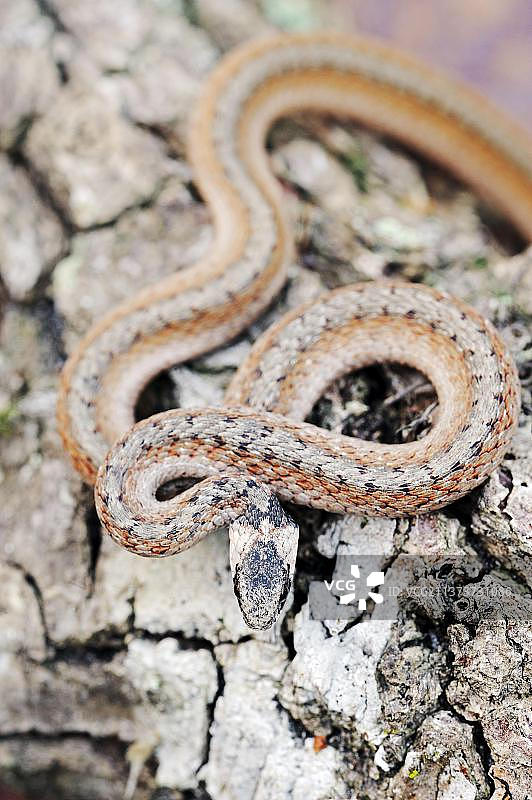 佛罗里达棕蛇（Storeria dekayi victa），美国佛罗里达州迈亚卡州立公园图片素材