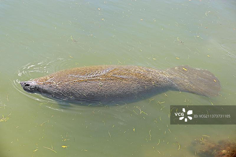 佛罗里达海牛（北美洲）图片素材