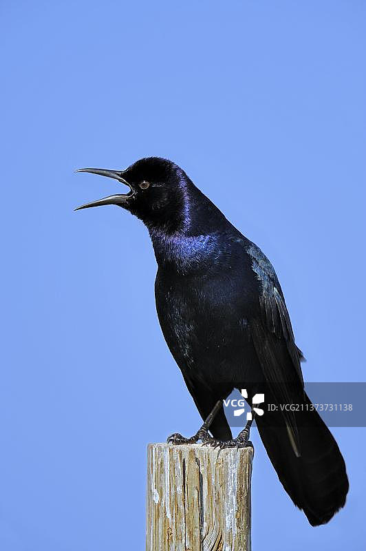 船尾拟八哥（雄性），美国佛罗里达州，北美洲图片素材