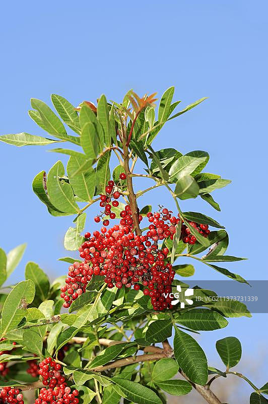 巴西胡椒树，佛罗里达，粉红胡椒，圣诞浆果，美国，北美洲图片素材