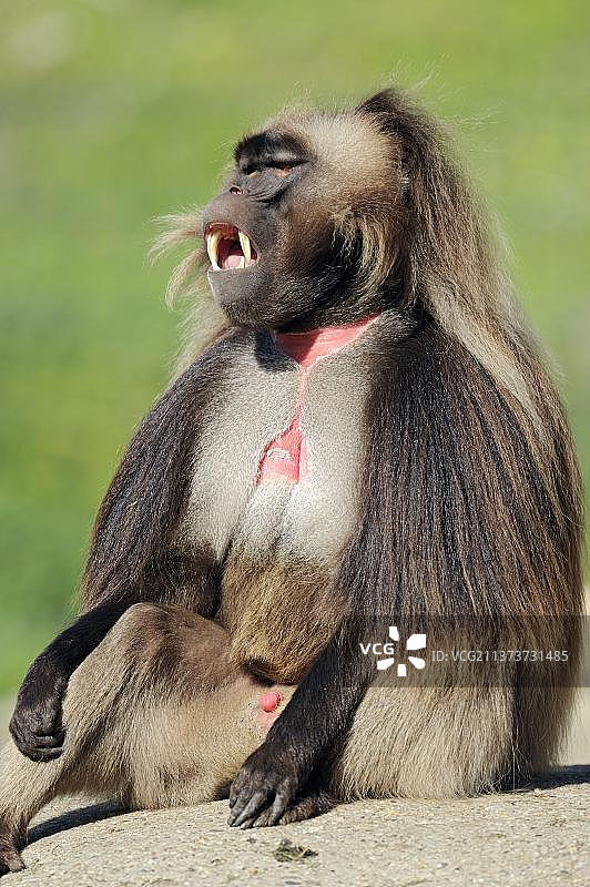 雄性凝胶狒狒(Theropithecus gelada)图片素材