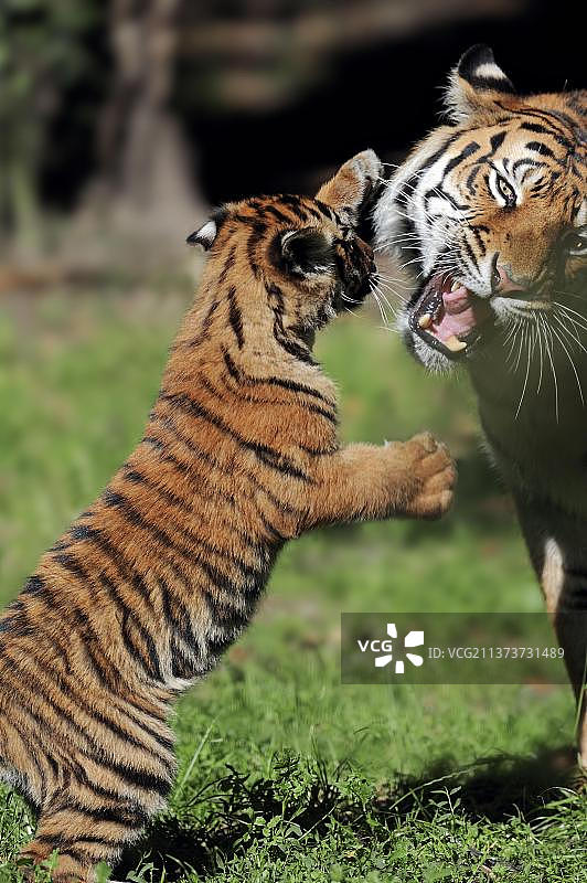 苏门答腊虎（Panthera tigris sumatrae），雌性和幼崽图片素材