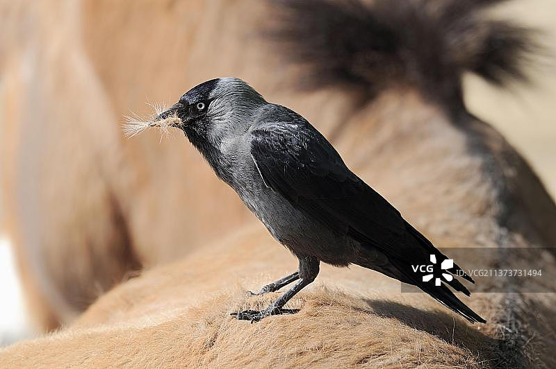 寒鸦从普氏野马身上收集毛发图片素材