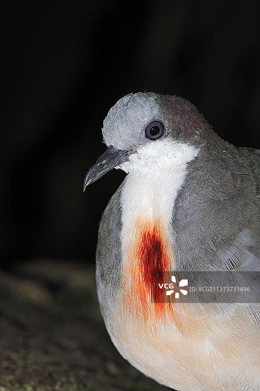 吕宋鸡心（Gallicolumba luzonica）图片素材