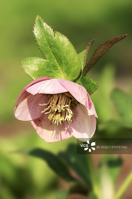 黑嚏根草图片素材