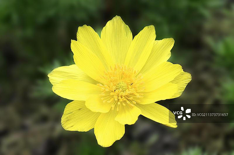 春天黄花九轮草图片素材