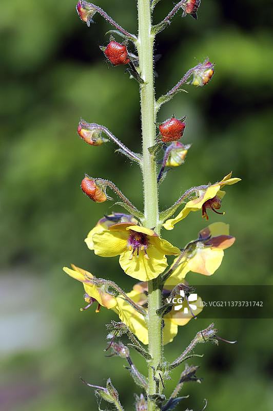 德国北莱茵-威斯特法伦苍耳王草图片素材