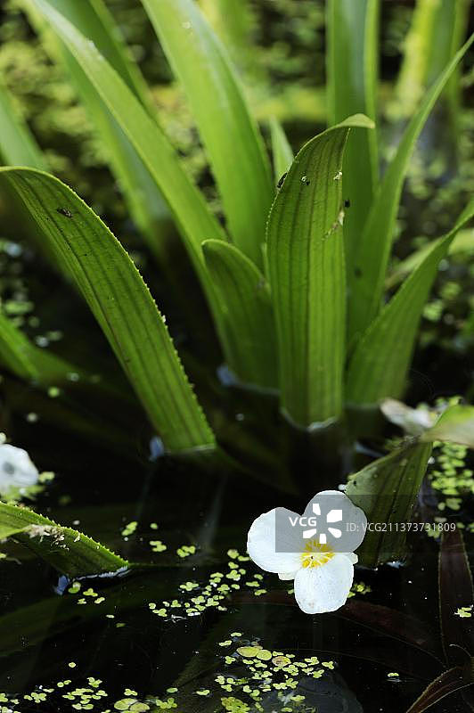 风车草，德国北莱茵-威斯特法伦州，水龙胆科，欧洲图片素材