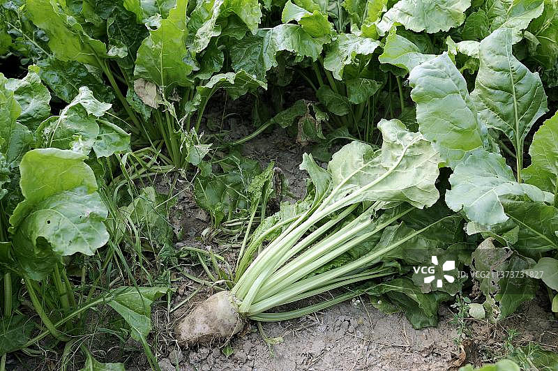 甜菜图片素材