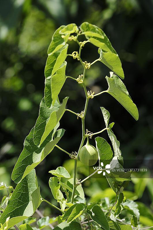 马兜铃，希腊，欧洲图片素材