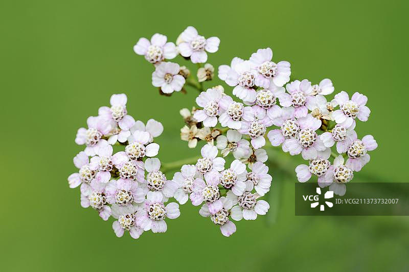 北莱茵-威斯特法伦州的淡红色蓍草图片素材