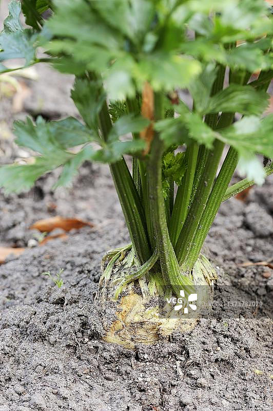 芹菜根（Apium graveolens var. rapaceum），块根芹图片素材