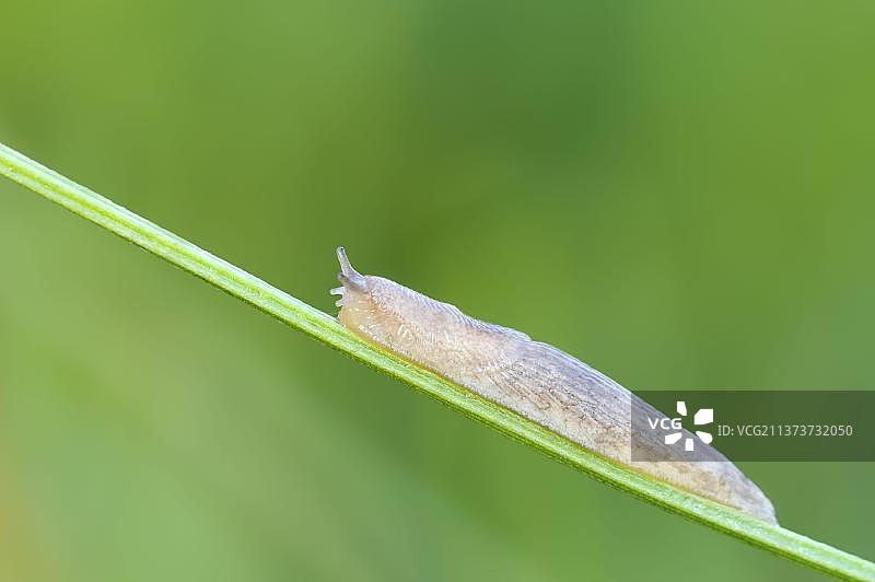 网纹野蛞蝓，北莱茵-威斯特法伦，侧面，德国，欧洲图片素材