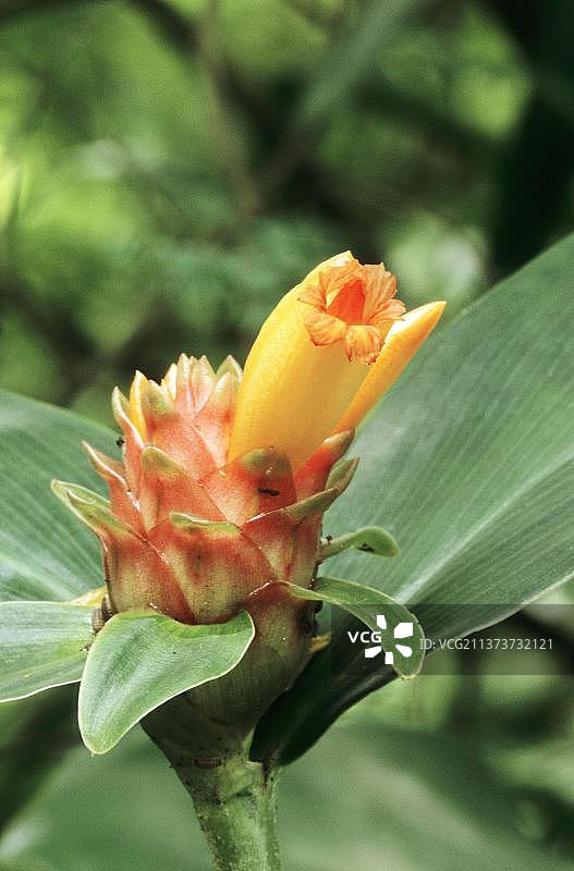 闭鞘姜图片素材