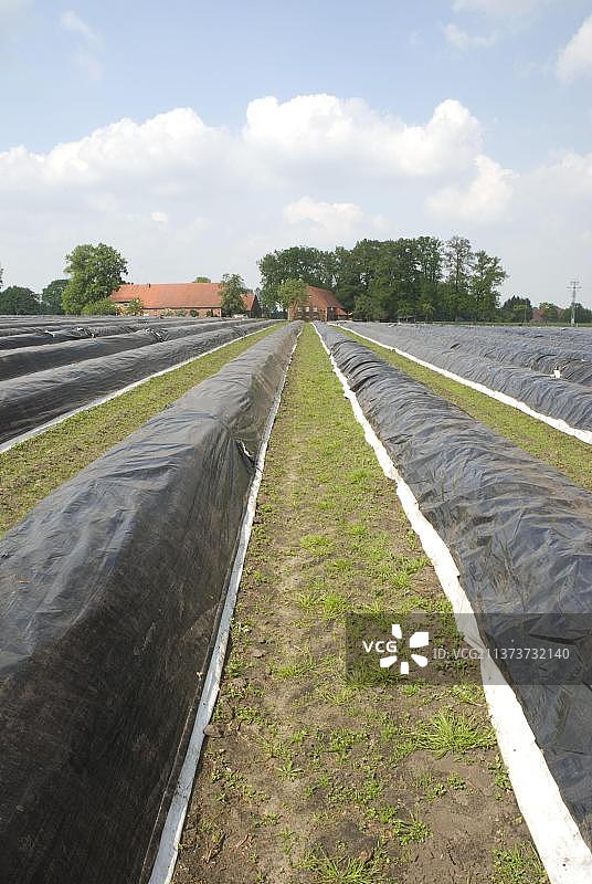 德国北莱茵-威斯特法伦菲希托夫芦笋田图片素材