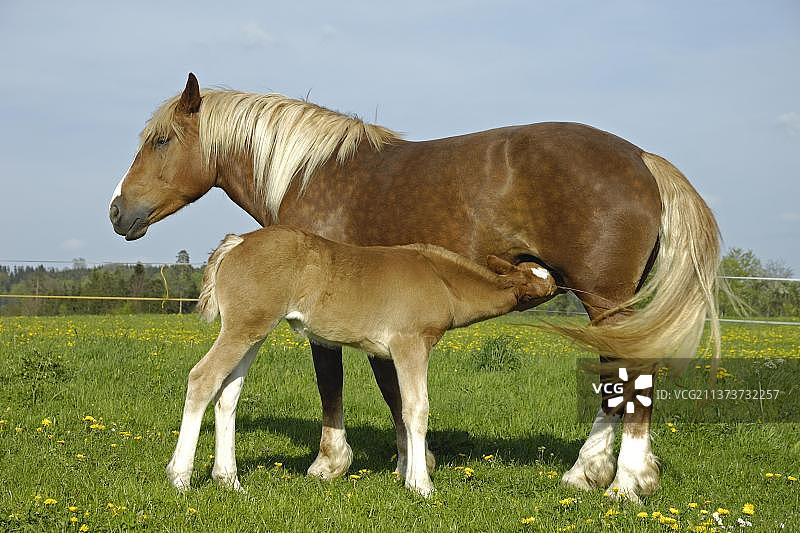 南德重挽马（Equus ferus caballus），母马和小马驹图片素材