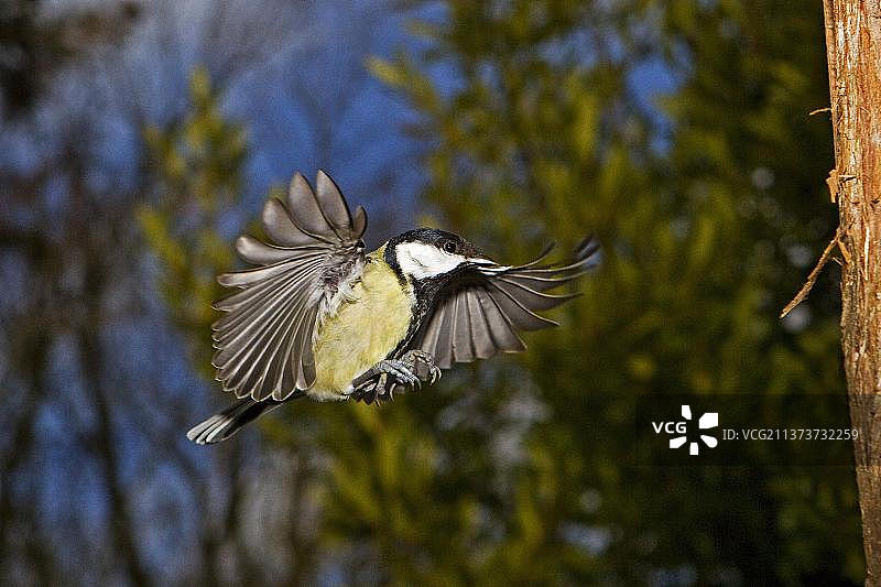 飞行中的雄性大山雀，诺曼底图片素材