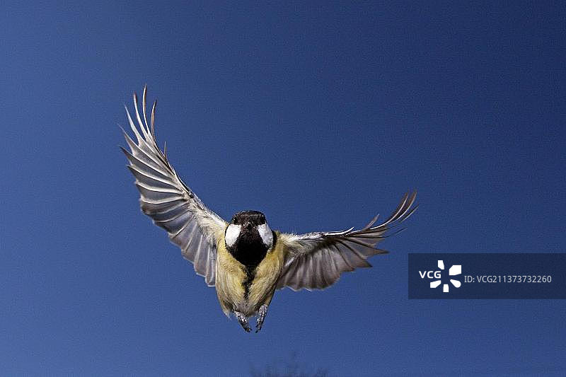 飞行中的雌性大山雀图片素材